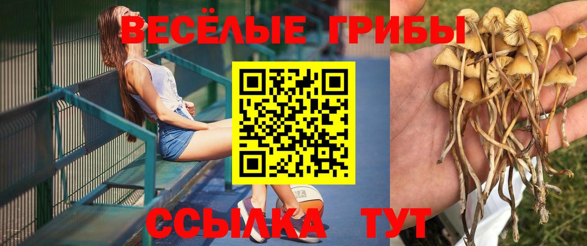 Псилоцибиновые грибы мицелий Новодвинск